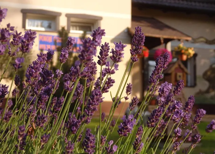 Goscinne U Zosi * Karpacz